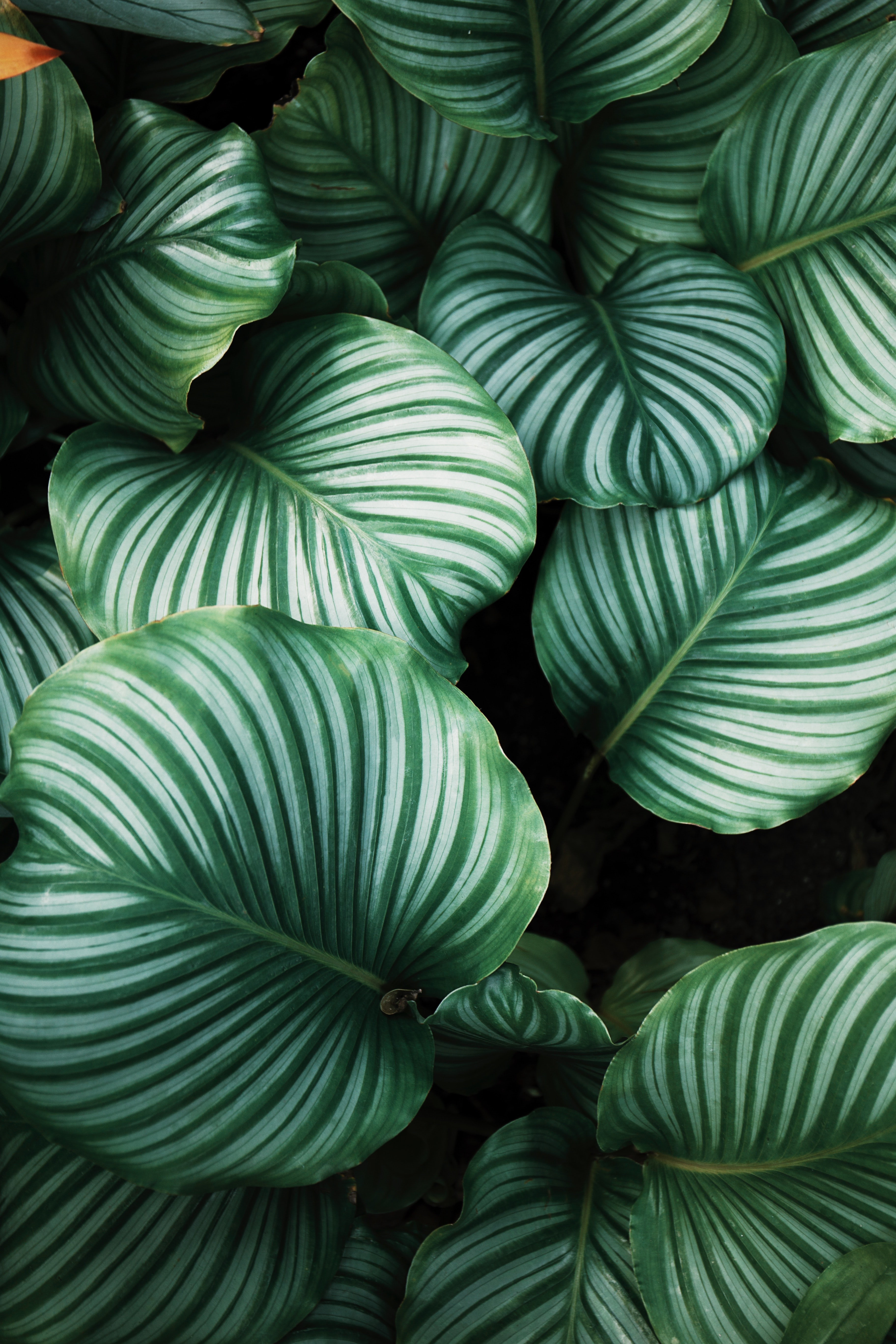 cover image of plants